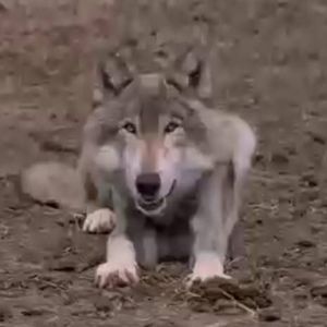 Meet your Posher, Shay